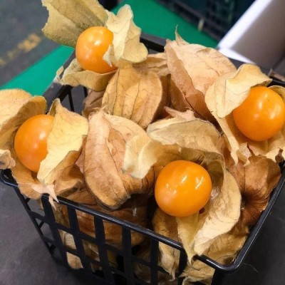 QALANDAR Cape Gooseberry Little Lanterns Seed(20 per packet)