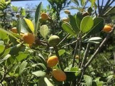 BJUBAS Mimusops Hexandra pack of 8 Seed(8 per packet)