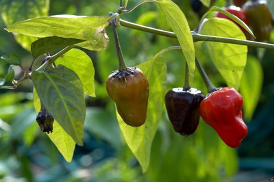 Qualtivate PUA-4A BLACK SCORPION TONGUE Chilli Seed(300 per packet)
