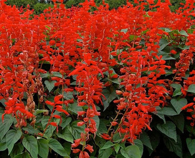Aywal Salvia F1 Hybrid Mixed Seed(80 per packet)