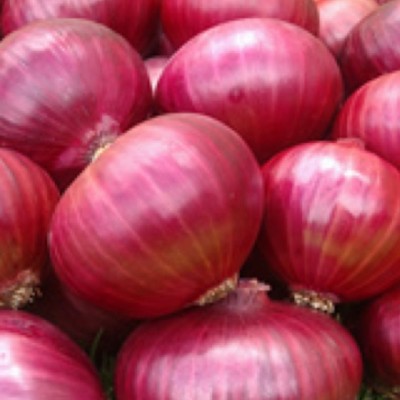 Quentova Nasik Onion-QLTY-6O Seed(300 per packet)