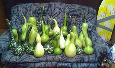WILLVINE VXI-87 Traditional Large Birdhouse or Bottle Gourd-100 Seed(100 per packet)