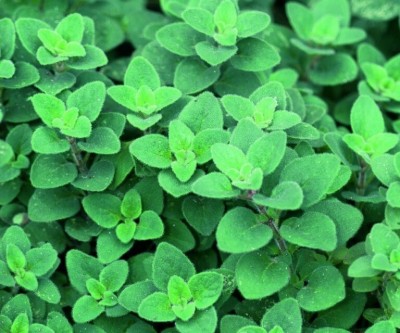 Quentova Oregano Cleopatra-PUA-7Z Seed(200 per packet)