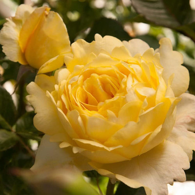 Qualtivate VXI-431 Yellow Rose Seeds Seed(50 per packet)
