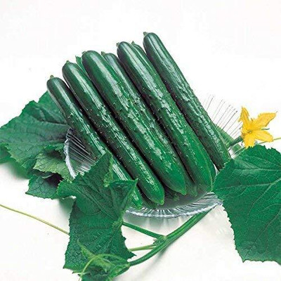 KNESSiN Hybrid Cucumbers (Kheera) | Best Quality[300 Seeds] Seed(300 per packet)