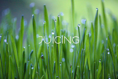 Biosnyg Buckskin Red Winter Wheatgrass Seeds for Juicing & Health Drinks-(20000 Seeds) Seed(20000 per packet)