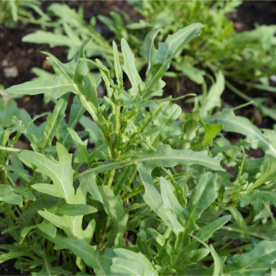 CYBEXIS PAU-45 - Wild Arugula - (2250 Seeds) Seed(2250 per packet)