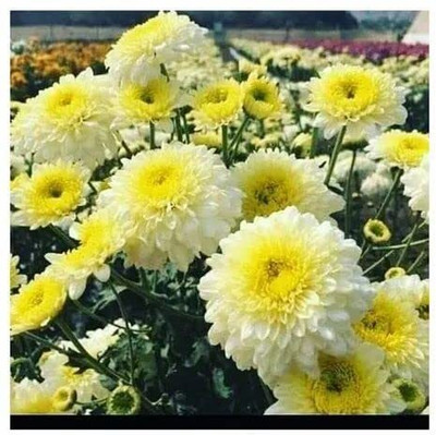 Aywal Chrysanthemum Seed(90 per packet)