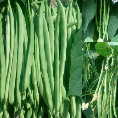 Cloud Farm ™ Green French Bean Seeds Seed(500 per packet)