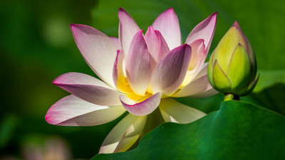 KUNJIKA JADIBOOTI lotus,kamal gatta Seed(15 per packet)