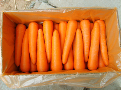 Quentova Carrot Seeds Seed(200 per packet)