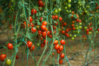 Click to buy tomato Seed(145 per packet)