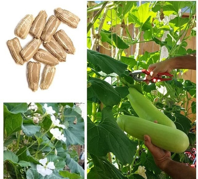 KNESSiN Hybrid Arka Bahar Bottle Gourd Seeds-[10gm] Seed(50 per packet)