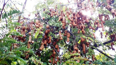 Aywal IMLI Seed(11 g)