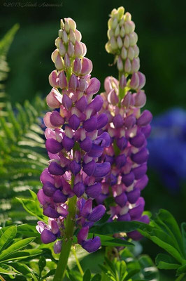 SUAA Lupine Flower Seeds Best for Gardening Seed(20 per packet)