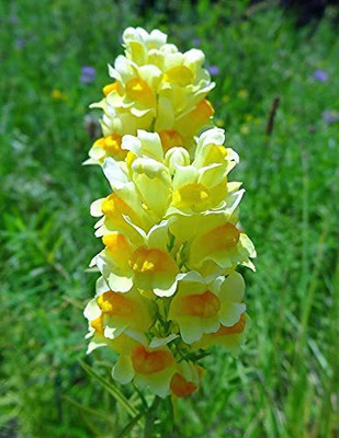 ACCELCROP Antirrhinum Flower Tom Thumb Mix GMO-Free Seed(125 per packet)