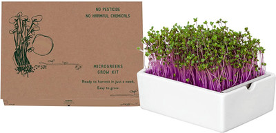 VibeX Amaranthus Seed(30 per packet)