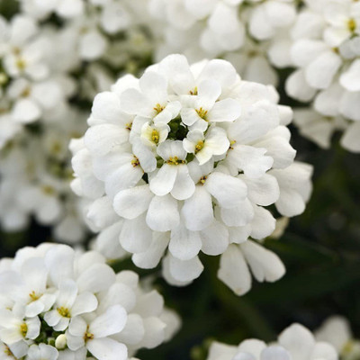 KANAYA Candytuft Seed(100 per packet)