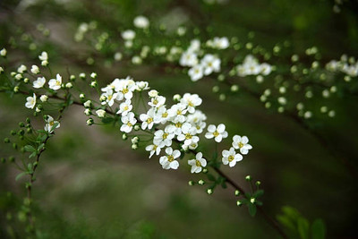 Plantzone gypsophila flower Seed(50 per packet)