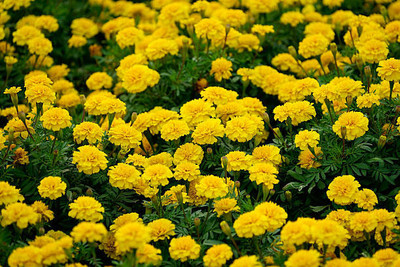 AARADYAPRIYAL marigold/gende ka phool flower seeds Seed(75 per packet)