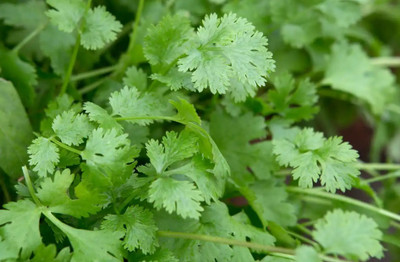ZIXA Coriander Dhaniya Seed(1500 per packet)