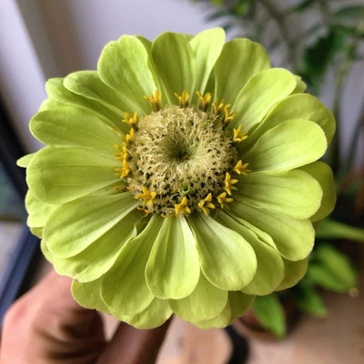 VibeX PAU-45 - Yellow Green Flower Envy Lime Zinnia - Z. Elegans - (30 Seeds) Seed(30 per packet)