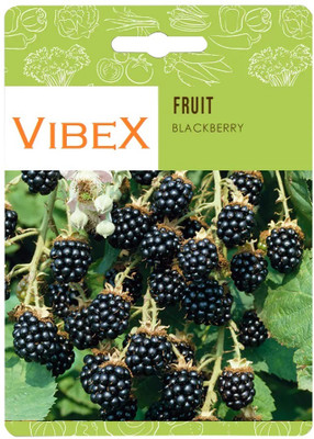 Biosnyg Blackberry Fruit Seeds-[50 Seeds] Seed(50 per packet)