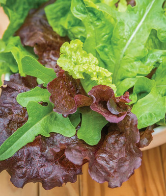 Qualtivate XXX-1A Heatwave Blend Lettuce Seeds Seed(300 per packet)