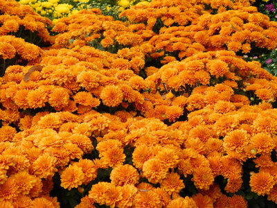 AAKASH marigold/gende ka phool flower seeds Seed(75 per packet)