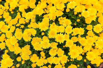 Nature Krafts marigold/gende ka phool flower seeds Seed(50 per packet)
