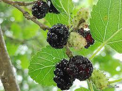 Oliver mulberry(shahatoot) Seed(35 per packet)