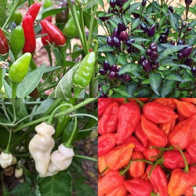 ibains Chilli seeds 420 Seed(420 per packet)