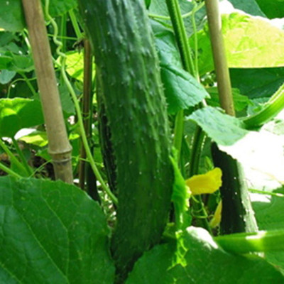 KNESSiN Cucumber Seed(1250 per packet)