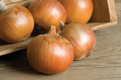 KNESSiN Heirloom Giant Ailsa Craig Onion Seeds for Home Gardening-(1200 Seeds) Seed(1200 per packet)