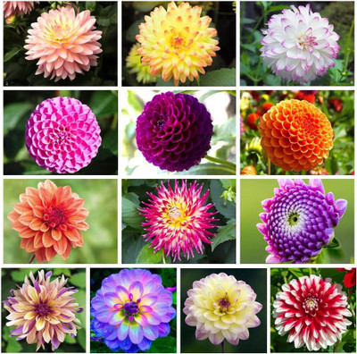 LIFELEX Dahlia Flower Mix Colors - Reds, Oranges, Yellows, Pinks, Purples & Whites Plant Seed(31 per packet)