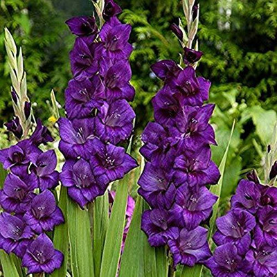 CRGO GLADIOULUS Seed(12 per packet)
