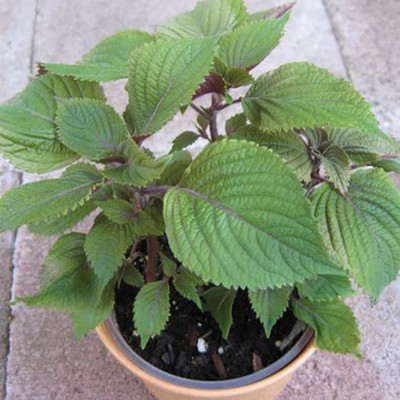 CYBEXIS HUA-14 - Vietnamese Perilla - (750 Seeds) Seed(750 per packet)