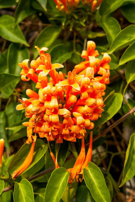 Profchef kanakambaram-firecracker-crossandra Seed(21 per packet)