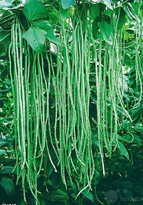 Arshiayat White Cowpea Beans For Kitchen Garden Seed(55 per packet)