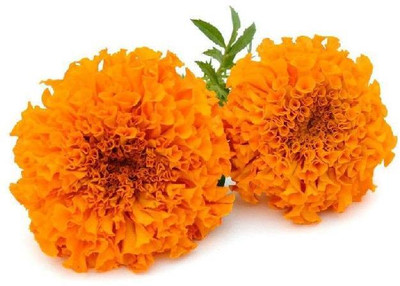 DEYS AGRO AFRICAN mix color fi hybrid, marigold seeds, | gendha seeds for your home garden Seed(150 per packet)
