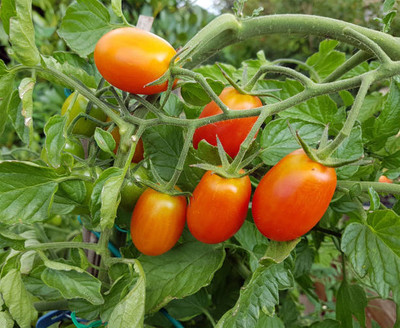 AFARTIOBINA 76 PCS TOMATO SEEDS-A02 Seed(76 per packet)