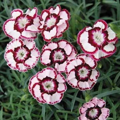 Aywal Sweet William Mix F1 Hybrid Flower Seed(50 per packet)