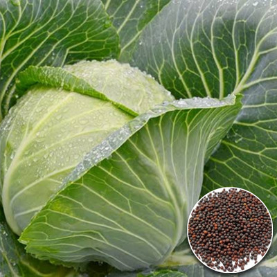 Greenfall Sustainable Cabbage Seed(50 per packet)