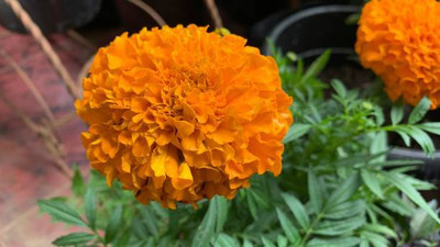 usdeepar retail marigold/gende ka phool flower seeds Seed(75 per packet)