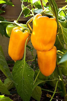 CYBEXIS High Yield Sweet Pepper Yellow Capsicum seeds TELIMENA1200 Seeds Seed(1200 per packet)