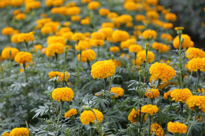 TEEOOCHEEOO marigold,gende ka phool seeds Seed(20 per packet)