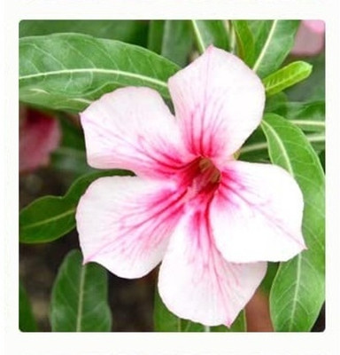 Qualtivate TLX-521 Adenium Obesum Desert Rose Impala Lily Seed(30 per packet)