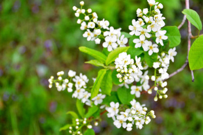saheli gypsophila flower Seed(100 per packet)