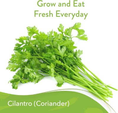 VibeX NBIR-42 - Cilantro (Slow Bolt) - (2250 Seeds) Seed(2250 per packet)