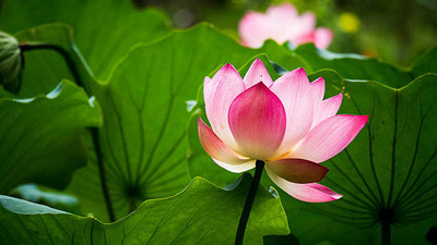 GCS Kantola Seeds lotus,kamal gatta Seed(10 per packet)